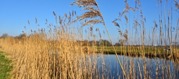 rietproef Lauwersmeer.jpg