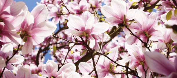magnolia pasen 1.jpg