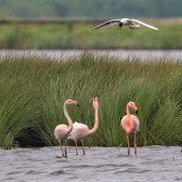 flamingo 7 1.jpg