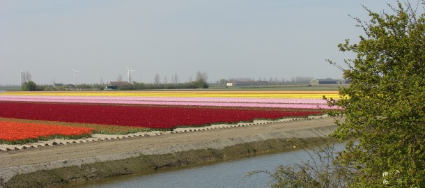 bollenveld Goeree-Overflakkee